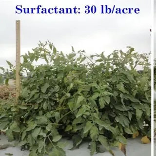 thumbnail for publication: Application of Surfactants in Commercial Crop Production for Water and Nutrient Management in Sandy Soil